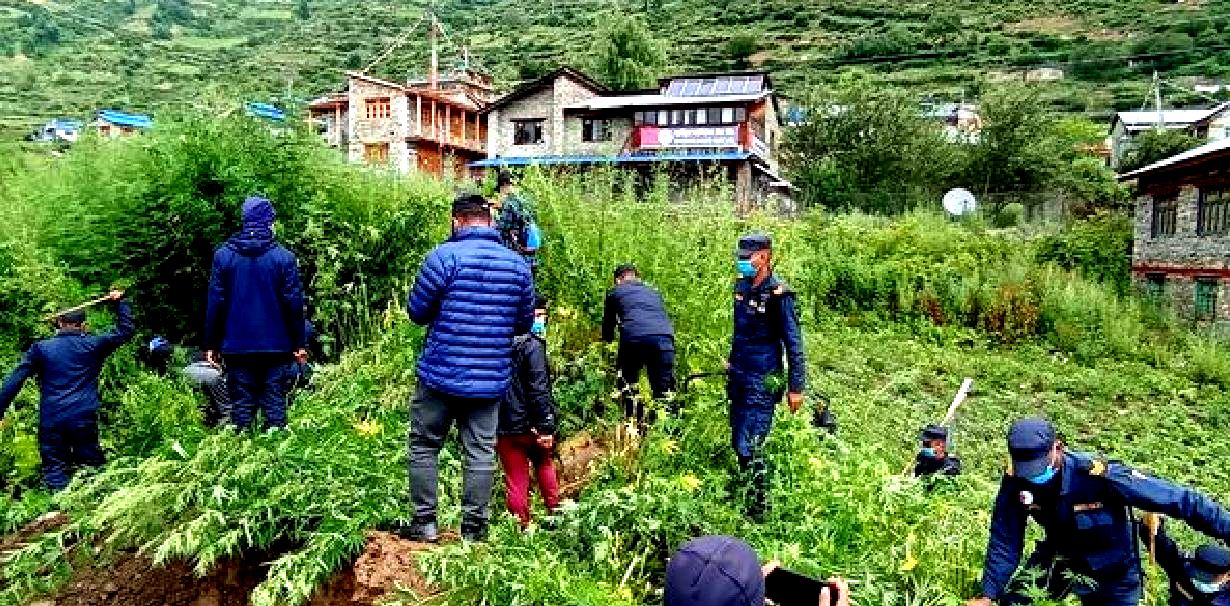 हुम्लामा प्रहरीद्धारा गाँजाखेती नष्ट